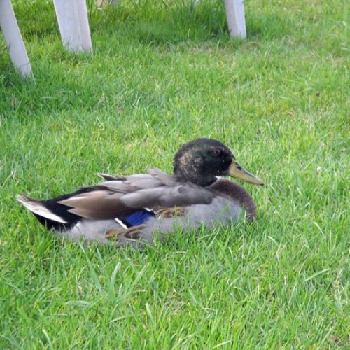 Our House Duck